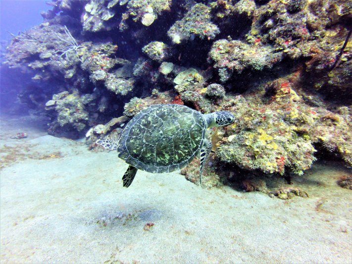 Saba 2021 Happy Turtle