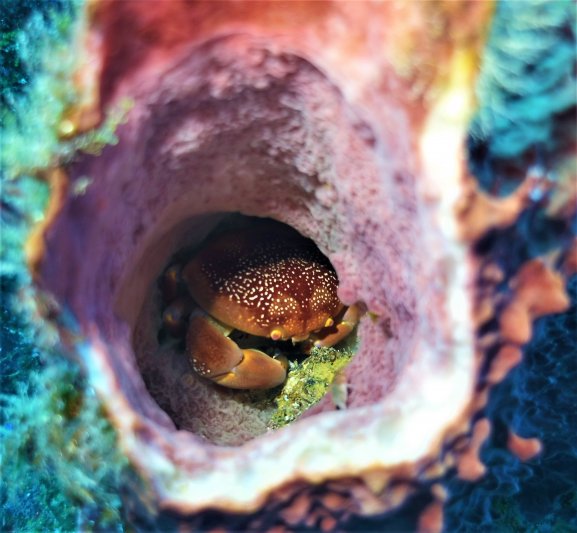 Saba 2021 Stone Crab in Sponge