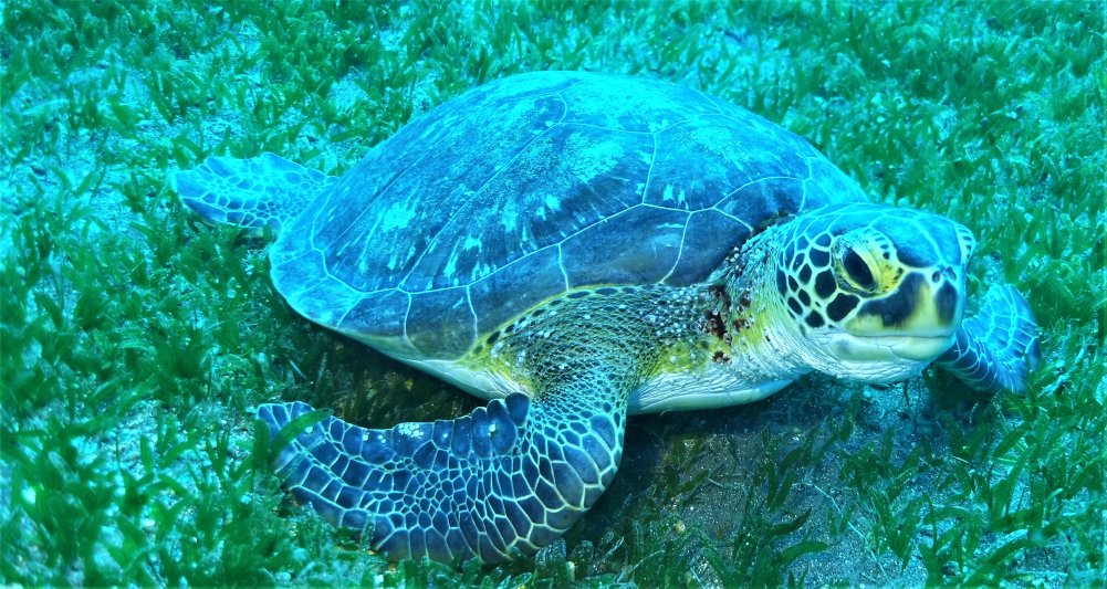 Saba 2021 Turtle Time 