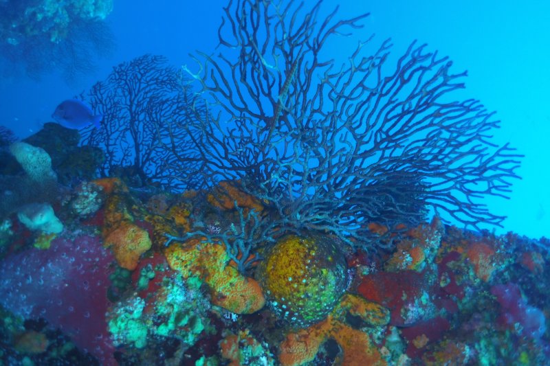 Saba 2021 Sea Coral 