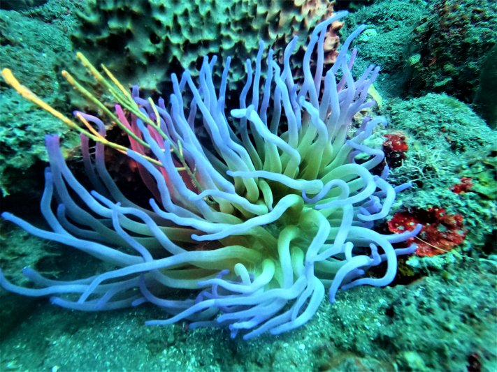 Saba 2021 Sea Anemone