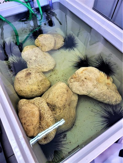 Saba 2021 Sea Urchin Research 3