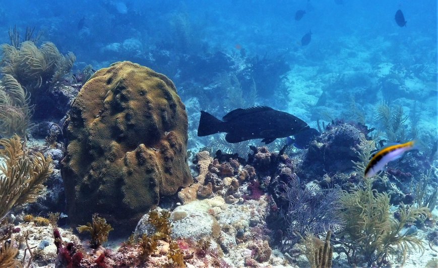 Florida Keys 2020 Grouper
