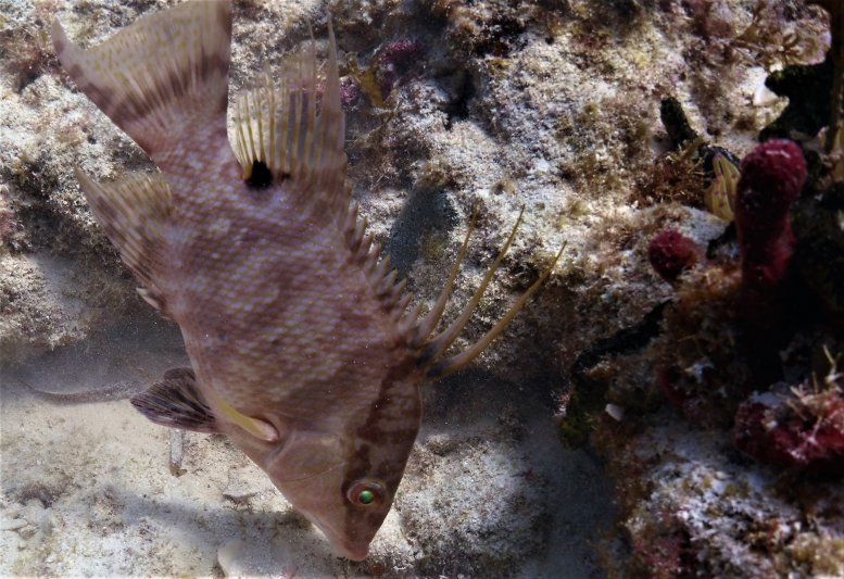 Florida Keys 2020 Thinking Hog fish for dinner
