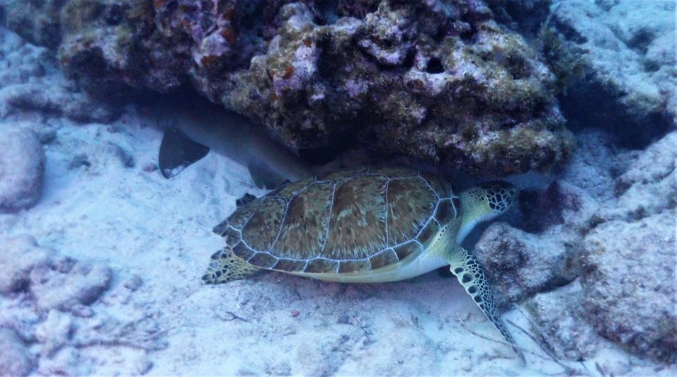 Florida Keys 2020 Turtle 