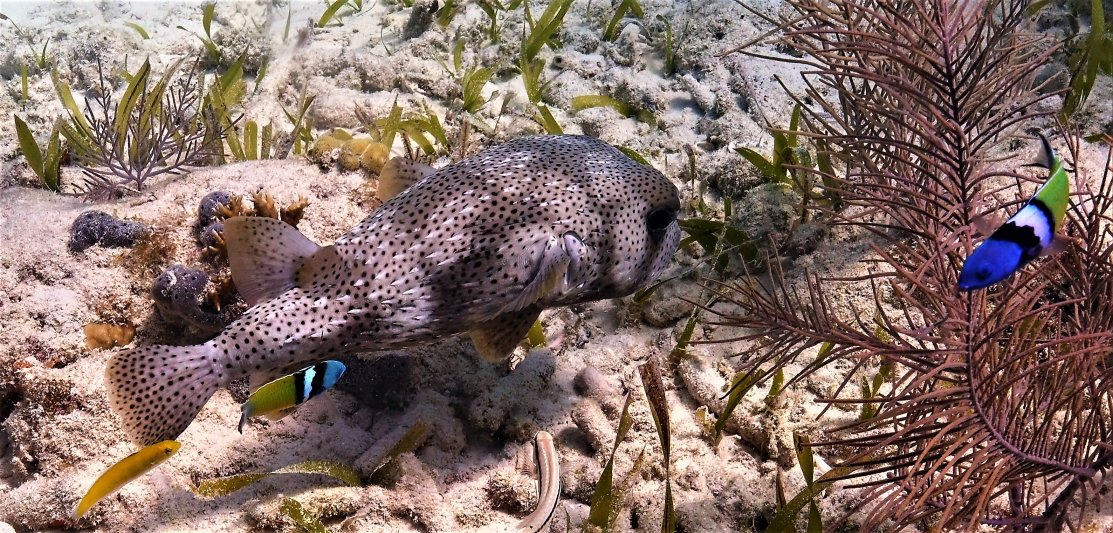 Florida Keys 2020 Puffer Fish