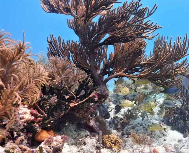 Florida Keys 2020 Coral 