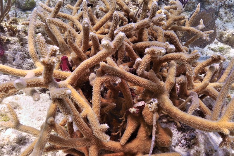 Florida Keys 2020 Coral Outplanting