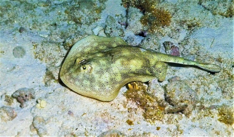 Florida Keys 2020 Sting ray