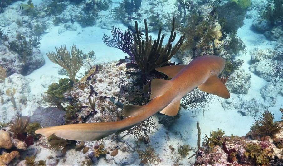 Florida Keys 2020 Nurse Shark