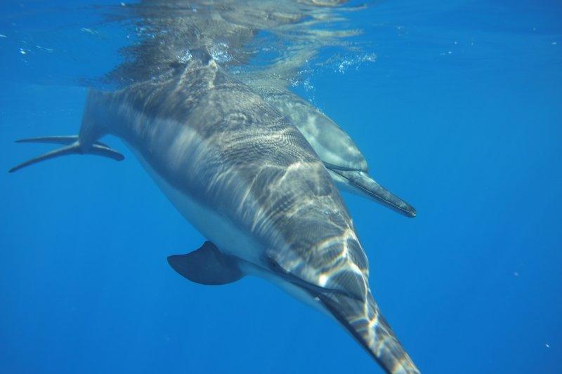 Hawaii 2022 Spinner Dolphins in Kealakekua Bay