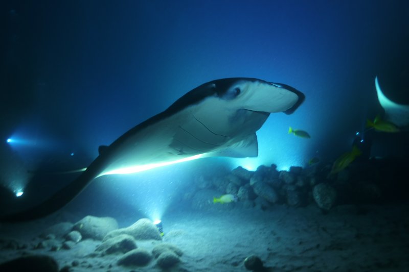Hawaii 2022 Manta Ray Dive - Kona Divers