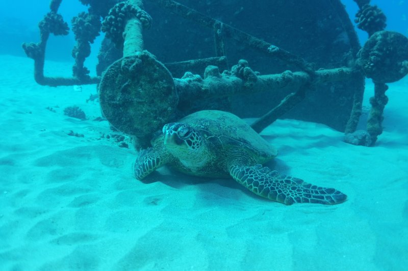 Hawaii 2022 Turtle at Electric Beach