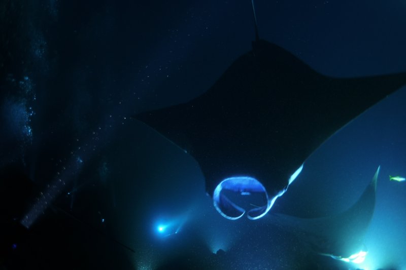 Hawaii 2022 Manta Ray Dive - Kona Divers